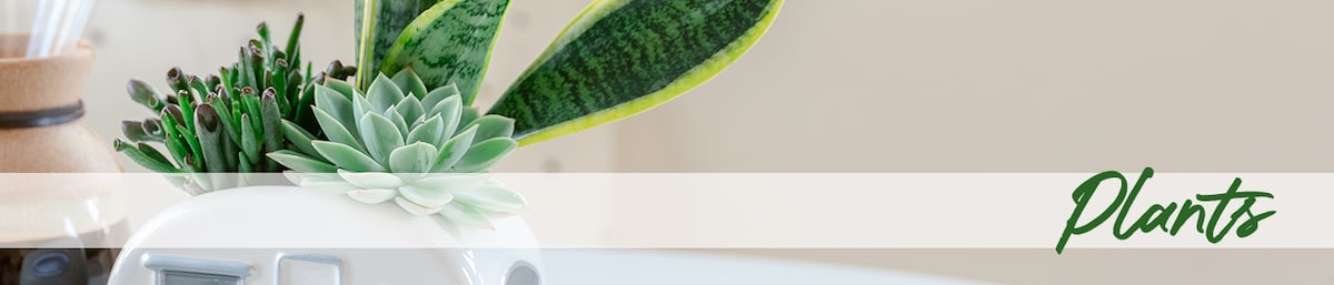 Plants Delivery - Send Plants