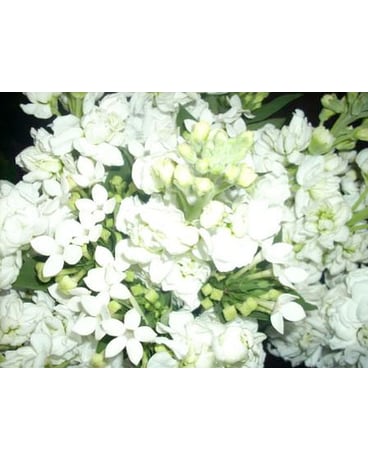 As Shown size,  inches height and  inches wide.