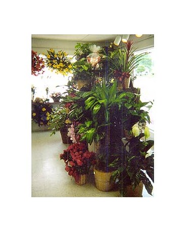 Plants