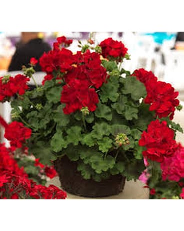 Red Calliope Geranium Hanging Basket Flower Arrangement