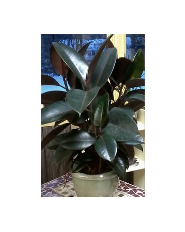 Burgundy Rubber Tree