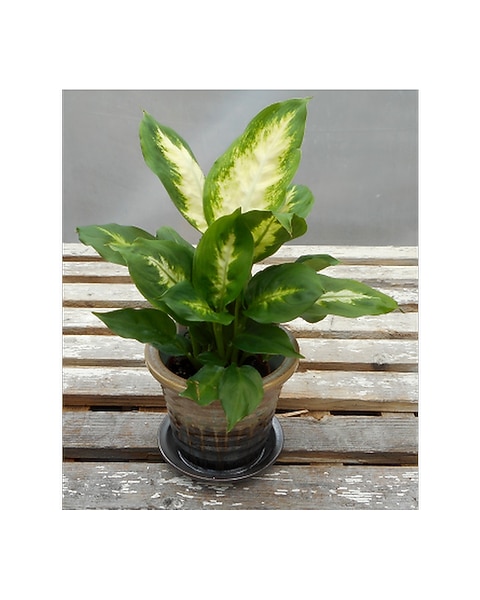 Dieffenbachia in Skowhegan ME - Boynton's Greenhouses, Inc.