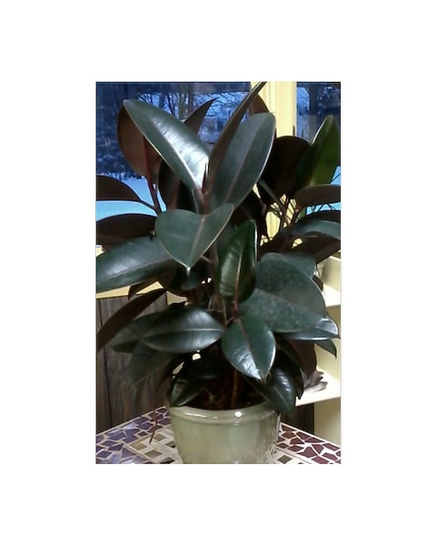 sansevieria trifasciata moonshine Moonshine main image 0
