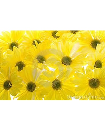 Flower Market Special - Yellow Daisies