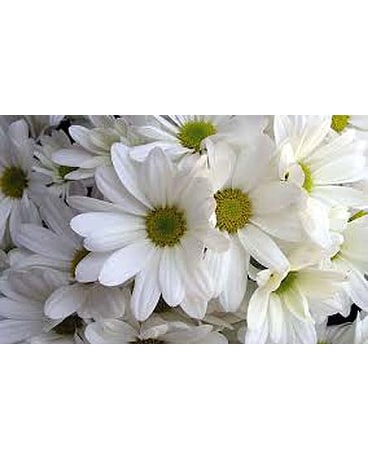 Flower Market Special - White Daisies