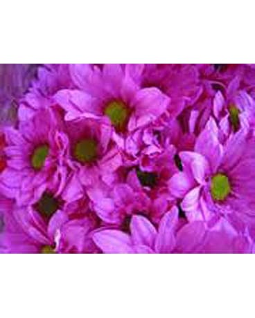 Flower Market Special - Purple Daisies
