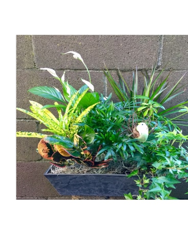 Tropical Garden