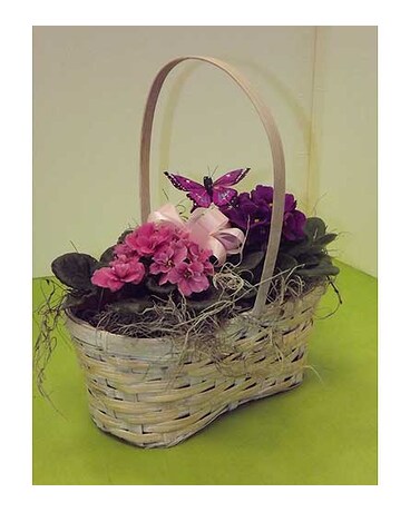 2 Violet Plants in basket