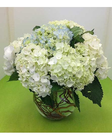 Bowl of Hydrangeas