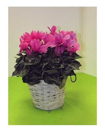 Cyclamen Plant