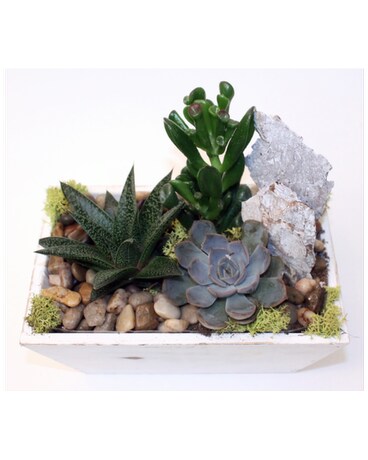 Succulent Serenity
