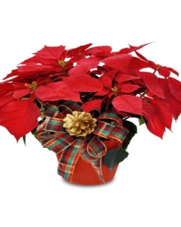 Poinsettia Plants