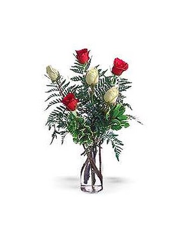 Half Dozen Red and White Roses