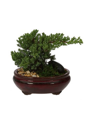 Japanese Bonsai