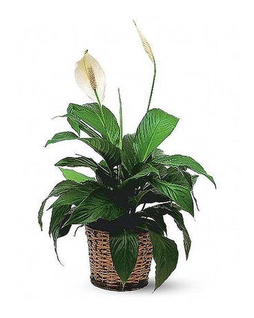 Small Spathiphyllum Plant