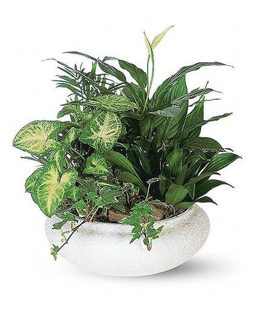 Medium Dish Garden