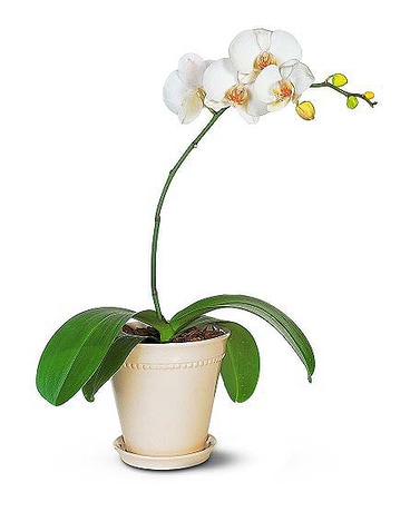 White Phalaenopsis Orchid Plant