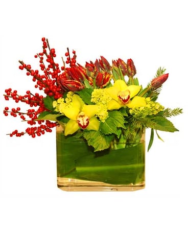 Ilex Delight