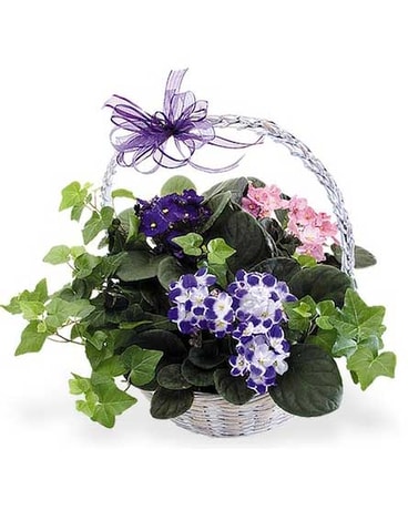 Violets for Mom