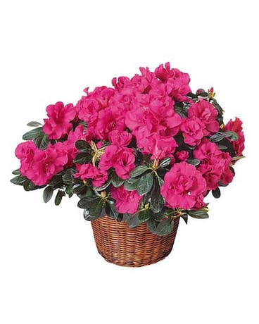 Azalea Plant