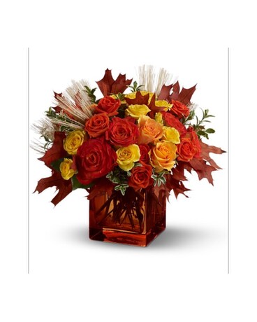 Fine Fall Roses