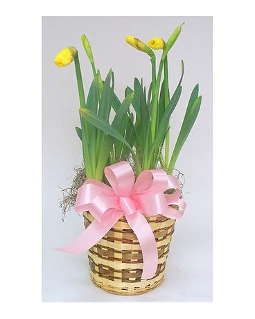 Daffodil Bulb Plant