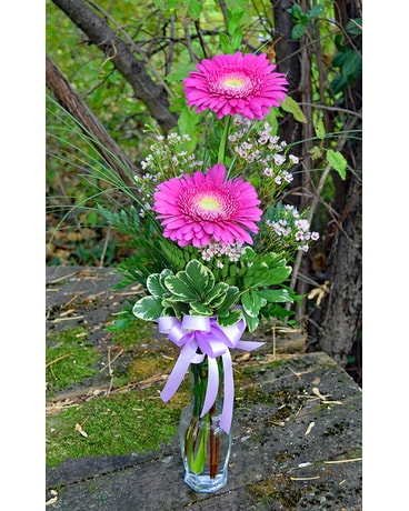 Fuchsia Gerberas