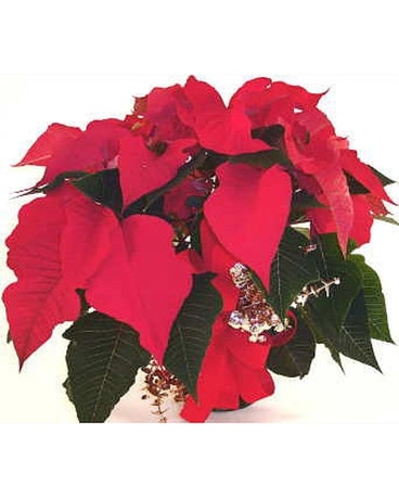 Small Poinsettia Flower Arrangement