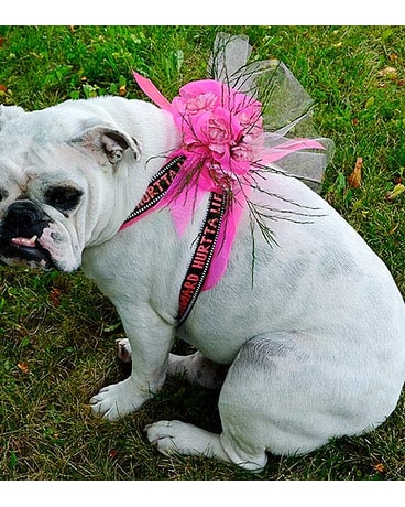 flower dog harness