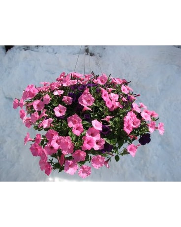 Supertunia Basket