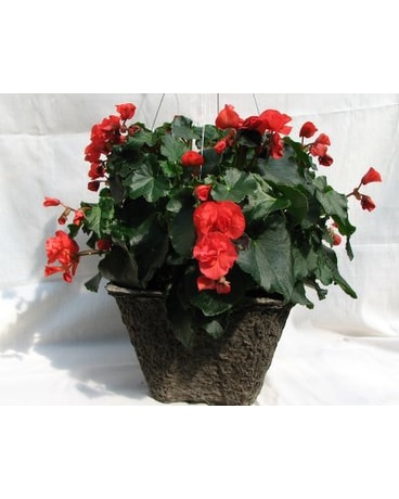 Begonia Basket