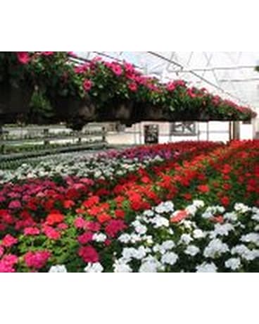 Geranium