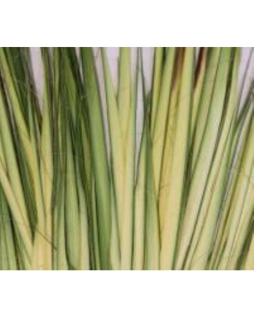 Palm Bud Strips