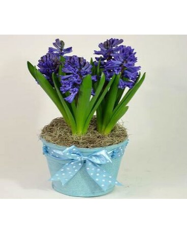 Hyacinth Bulb Plant