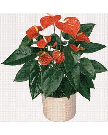 Anthurium Plant