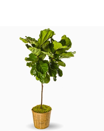 Fiddle Leaf Ficus Nyc Flower Delivery Delivered Same Day Innew Fiddle Leaf Ficus