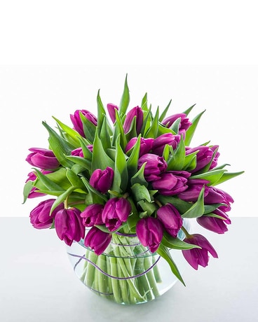 Regalia Tulips