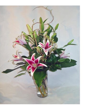 Oriental Stargazers
