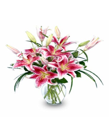 Stunning Stargazers
