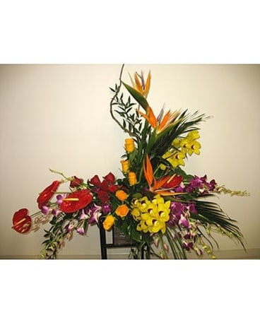 Tropical Sympathy Design