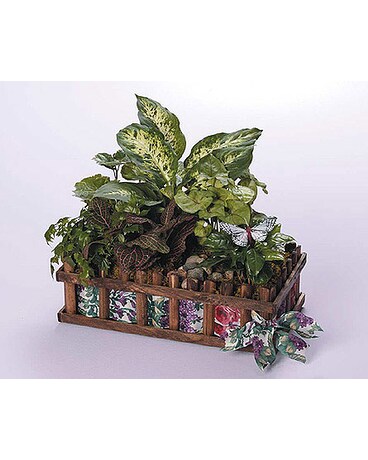 BASKET DISH GARDEN