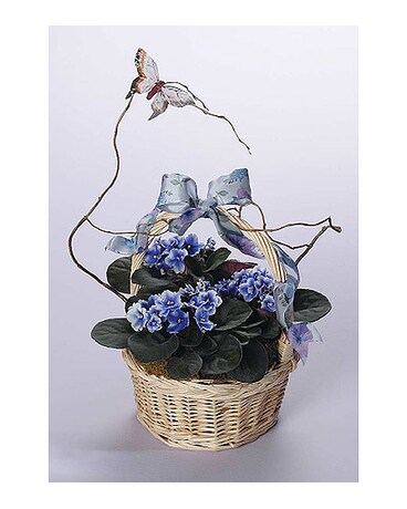 AFRICAN VIOLET BASKET