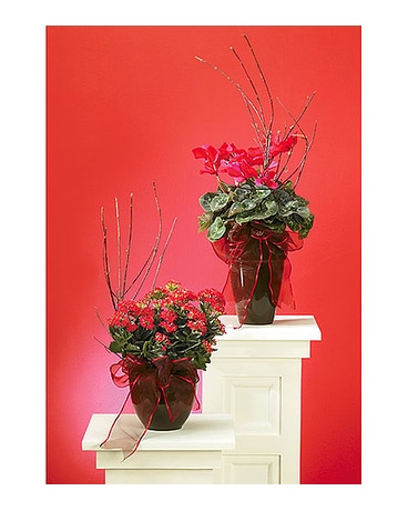 DECORATED RED KALANCHOE
