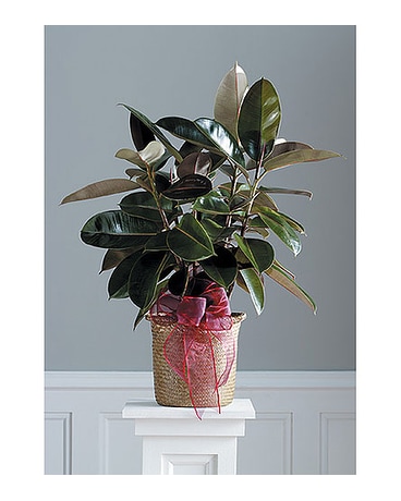 GREEN PLANT WITH RED ACCENTS