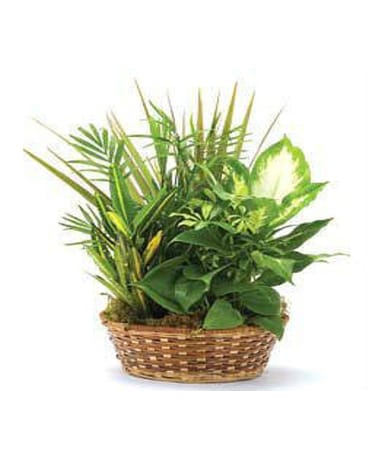 Natural Wicker Garden