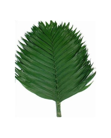 Emerald Palm Leaves (Call for Availability) in Columbus OH - cuFlowers.com