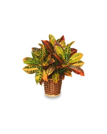 Croton Plant