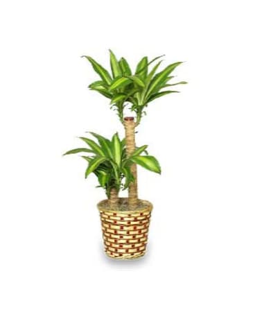 Corn Plant