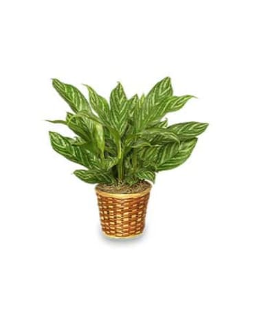 Chinese Evergreen