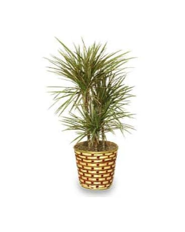 Dracaena Plant